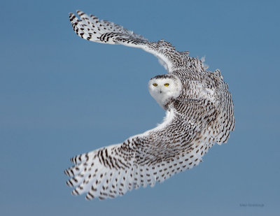 Snowy Owl - Happy New Year