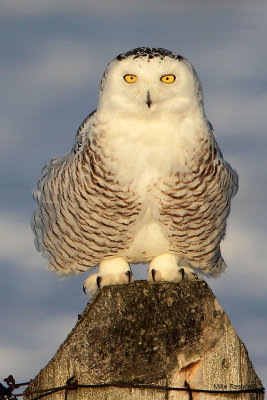 Snowy Owl - Post-It
