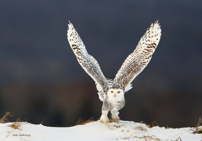 Snowy Owl - Cloudy Day Delight