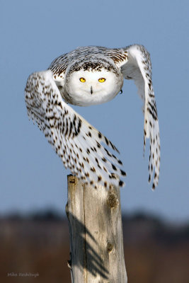Snowy Owl - Picket Projectile