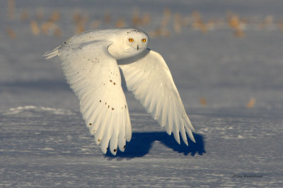 Snowy Owl - The Elusive White Knight