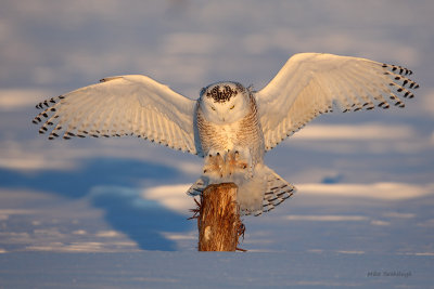 Snowy Owl - I'll Soon Have No Place To Perch!