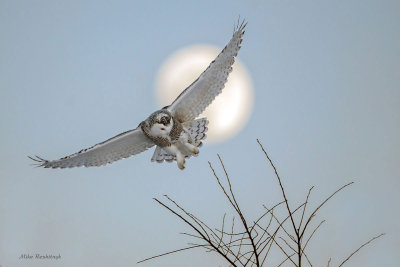 Moon Landing - Snowy Owl