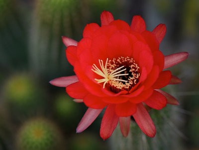 Cactus Flower