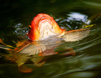 Flying on Water Wings