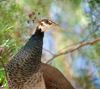 Portrait of a Peacock