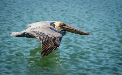 Pelican Flyby