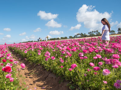 Work and Play in The Flower Fields