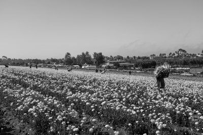 Flower Harvest in Black and White