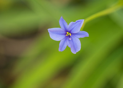 A Small Blue Flower