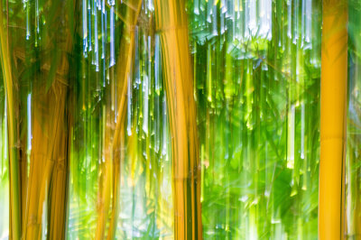 Bamboo Illusion