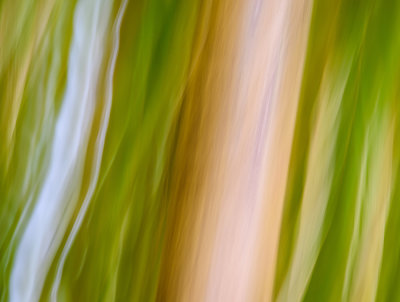 Bamboo Distortion II