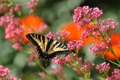 butterfly poppy centranthus2.jpg