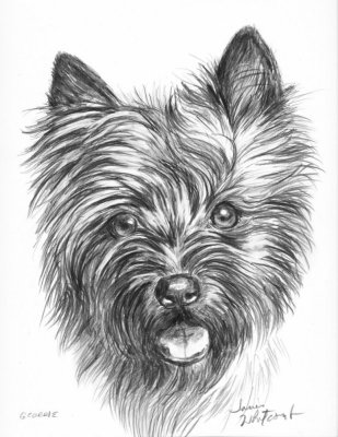 Geordie Cairn Terrier pencil on Bristol plate