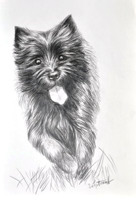 Tessa Cairn terrier pencil on Bristol plate