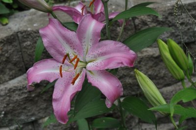 Pink Oriental Lily