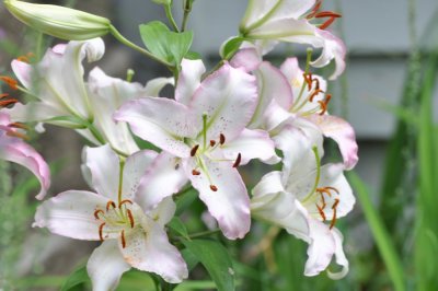 Oriental lilies4.jpg