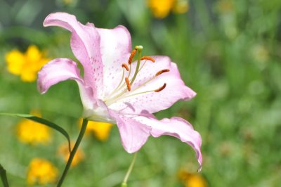 Oriental lilies6.jpg