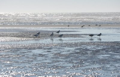 Pacific Beach gulls.jpg
