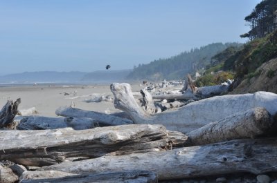 Kalaloch beach.jpg