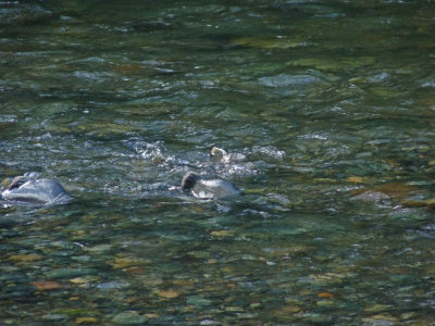 Green River salmon