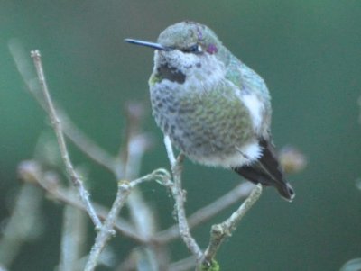 hummingbird-y.jpg