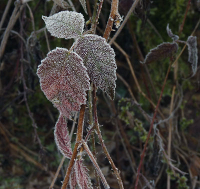 Blackberry vine in the frost