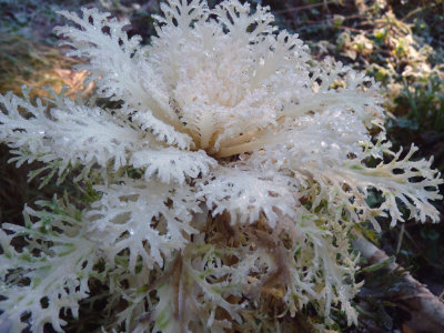 Frozen ornamental kale