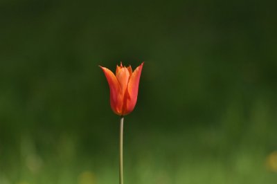 ballade tulip.jpg