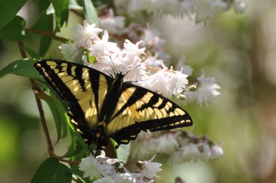 021 Kolkwitzia and Tiger swallowtail butterfly.jpg
