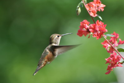 female Hummingbird at Clarkia