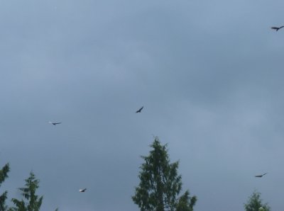 7 vultures
