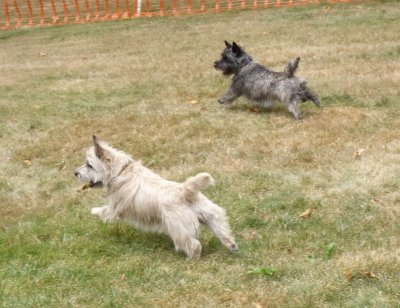 Zoomies Nell and Jack.jpg