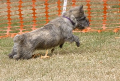 Lure coursing unknown2.jpg