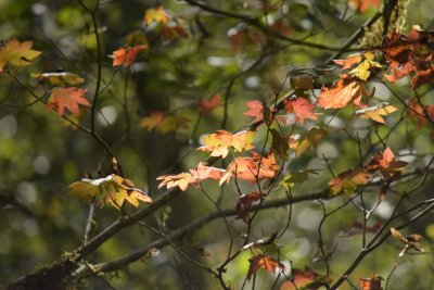 Vine Maple fall