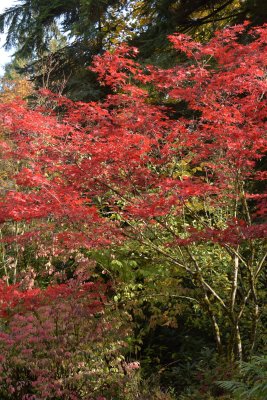 east garden Japanese Bloodgood maple