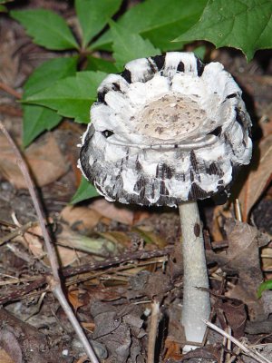 Fungi 