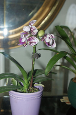 orchids__epiphytes