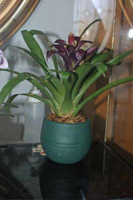 DSC00992.jpg