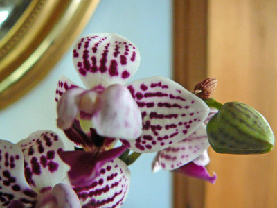 orchids__epiphytes