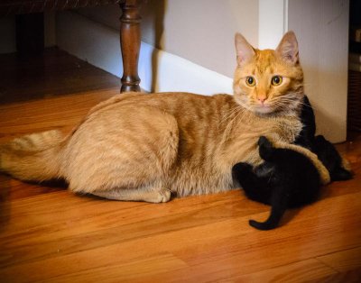 Weasley and his young son Inky
