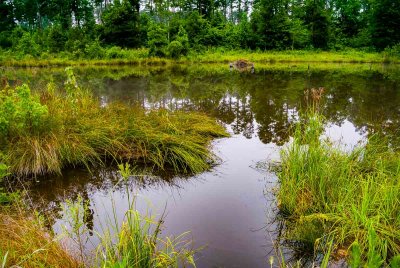 John's Pond - Beavers at Home