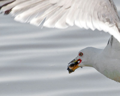 Ring-Billed Gull with Catch