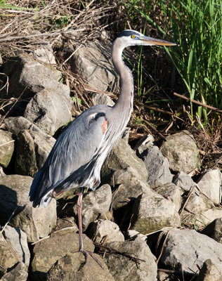GB Heron