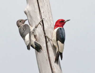 Red Headed Woodpeckers