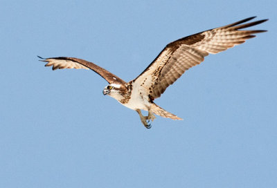 Osprey