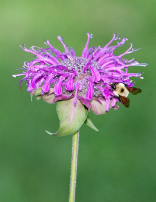 Bee Balm