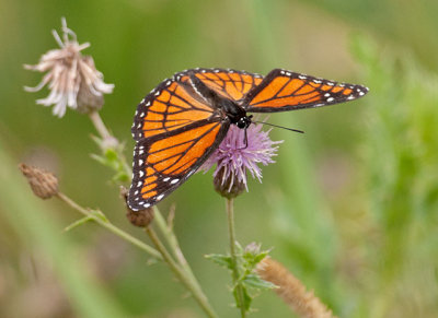 Viceroy