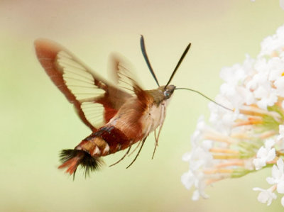 Hummingbird Clearwing Moth