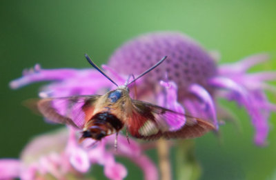 Hummingbird Clearwing